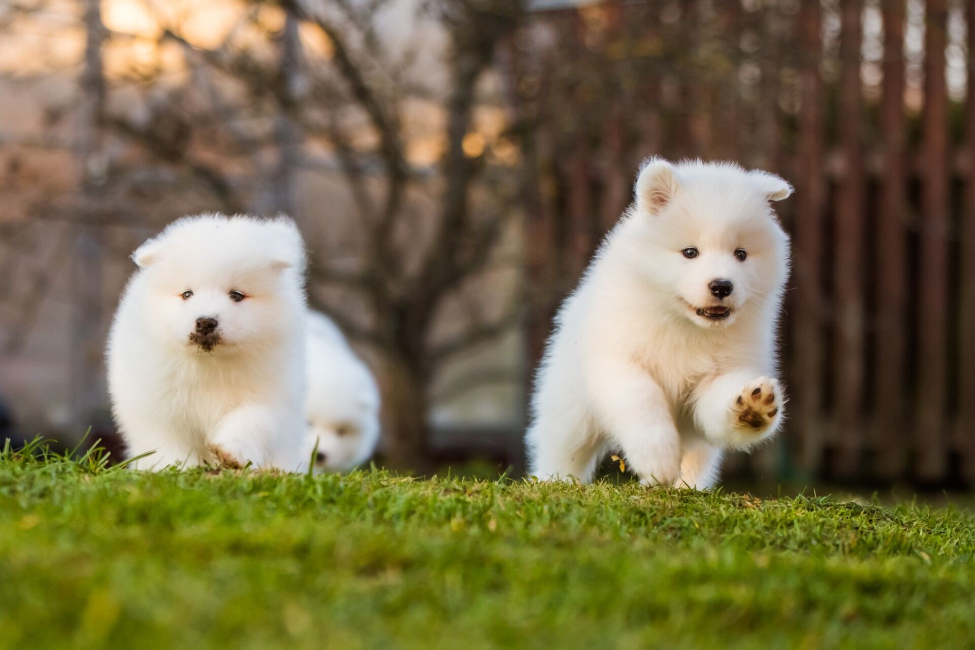 子犬